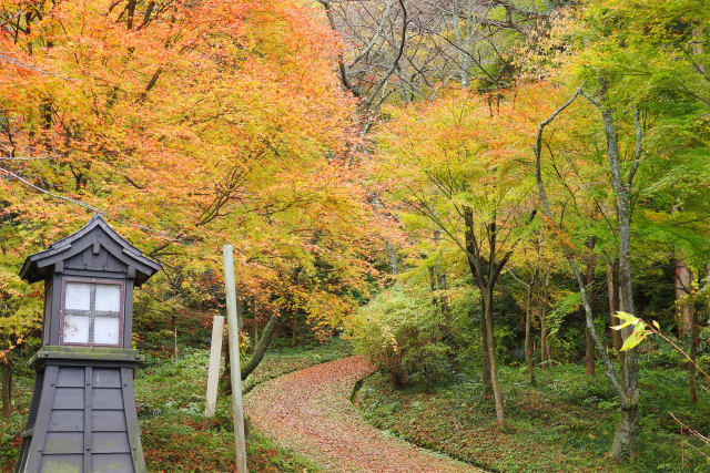 秋の散歩道12