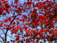 京都の紅葉・鷺森神社・#1