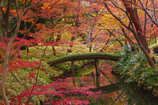 六義園 山陰橋と紅葉