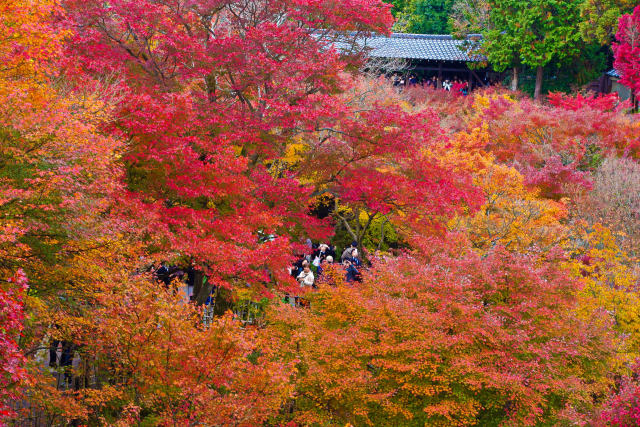 東福寺を彩る紅葉