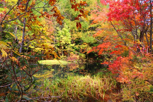 八幡平紅葉