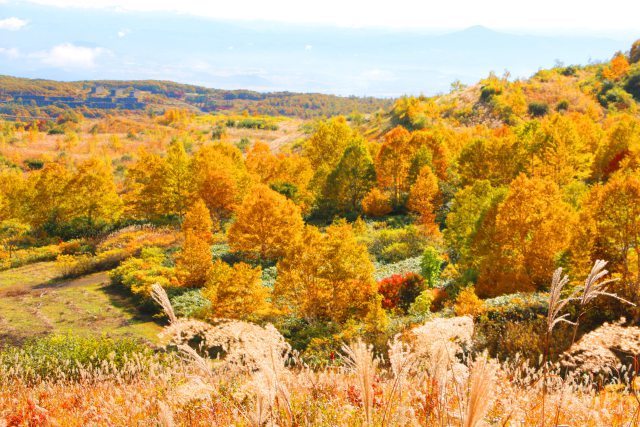 八幡平紅葉