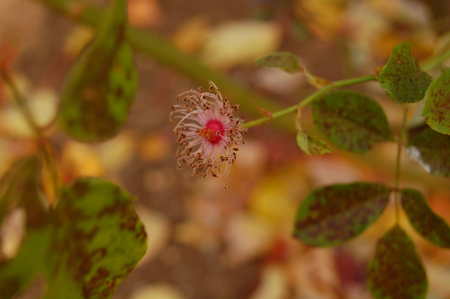 薔薇…花びらが散った後