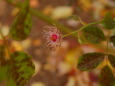 薔薇…花びらが散った後