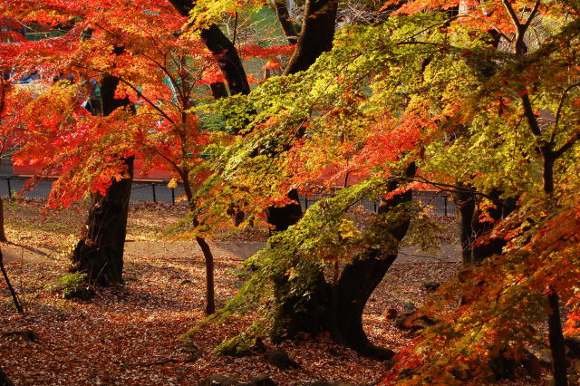 戸山公園の紅葉