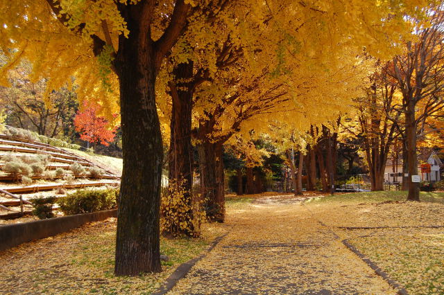 戸山公園のイチョウ並木