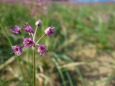 らっきょうの花