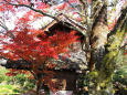 京都の紅葉・禅華院・#1