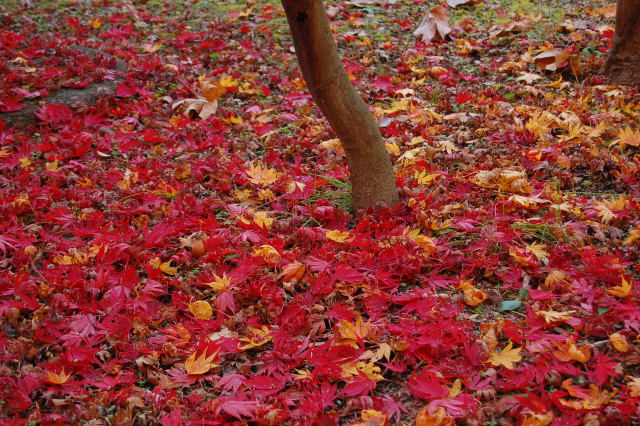 散紅葉