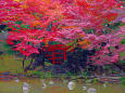 小石川後楽園 通天橋と紅葉