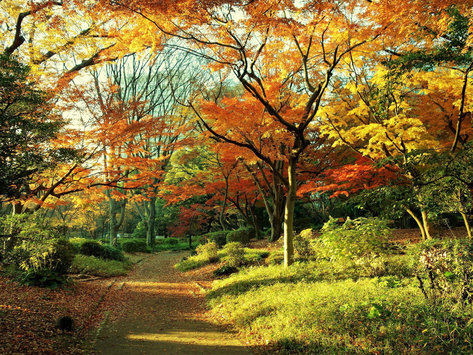 日本の風景 紅葉の小道 壁紙19x1439 壁紙館