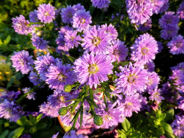 過ぎ行く秋に咲いた菊の花