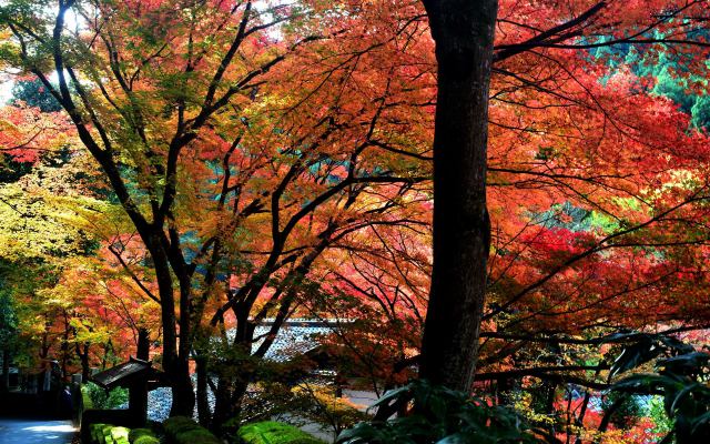 鷹峯 しょうざんの紅葉(1)