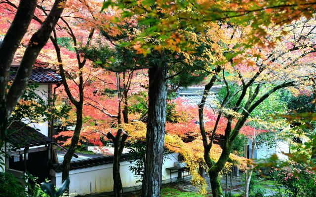 鷹峯 しょうざんの紅葉(2)