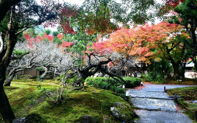 鷹峯 しょうざんの紅葉(5)