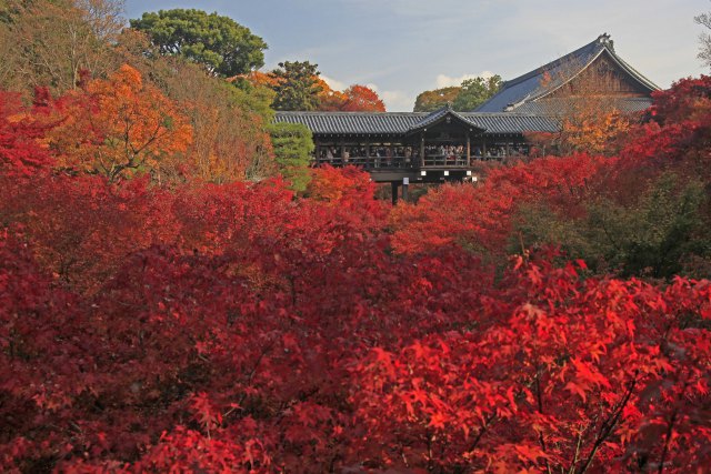 東福寺の紅葉