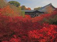 東福寺の紅葉