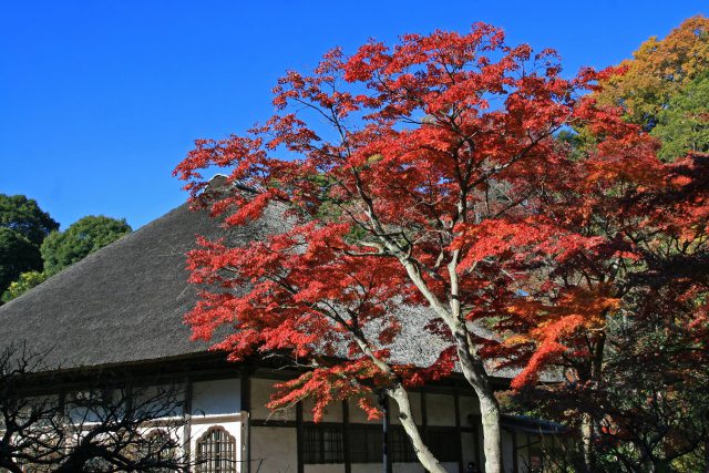 鎌倉円覚寺の紅葉