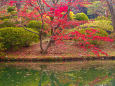 六義園 中の島の紅葉