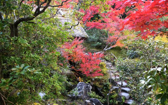 依水園の紅葉(6)