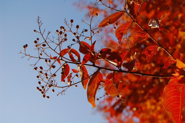 シマサルスベリの紅葉