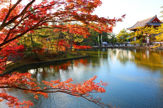 東大寺紅葉