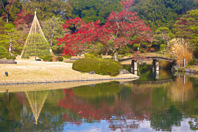 六義園 雪吊りと紅葉