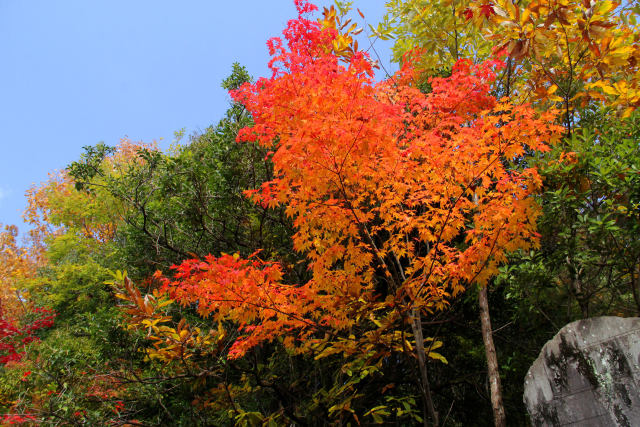 京都の紅葉・妙円寺・#3