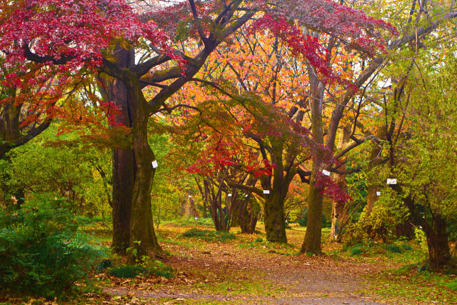 小石川植物園の紅葉