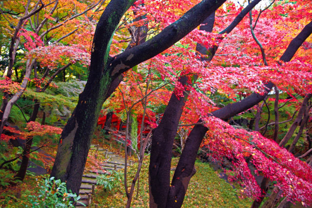 小石川後楽園の紅葉