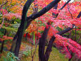 小石川後楽園の紅葉