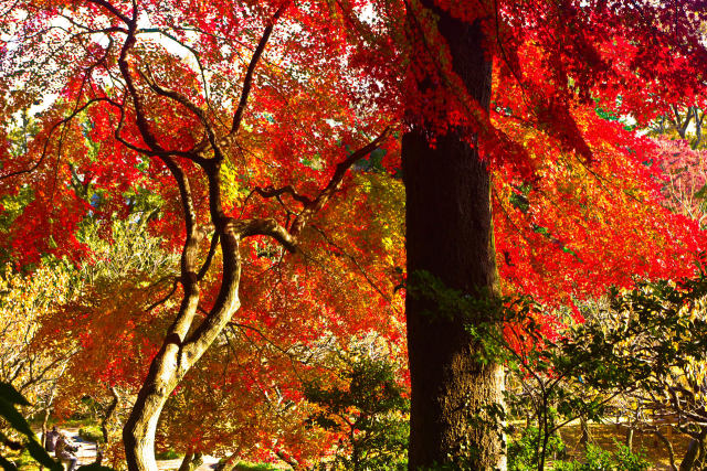 小石川後楽園の紅葉