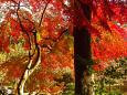 小石川後楽園の紅葉