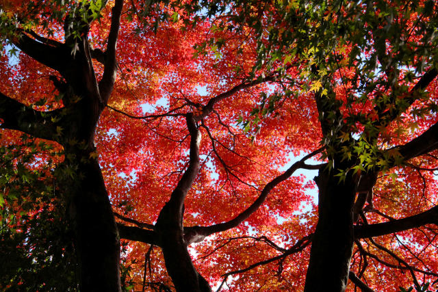 京都の紅葉・妙円寺・#5