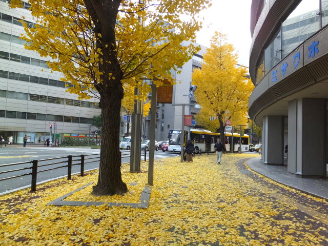 都会の落ち葉道