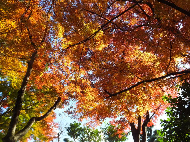 紅葉を見上げて