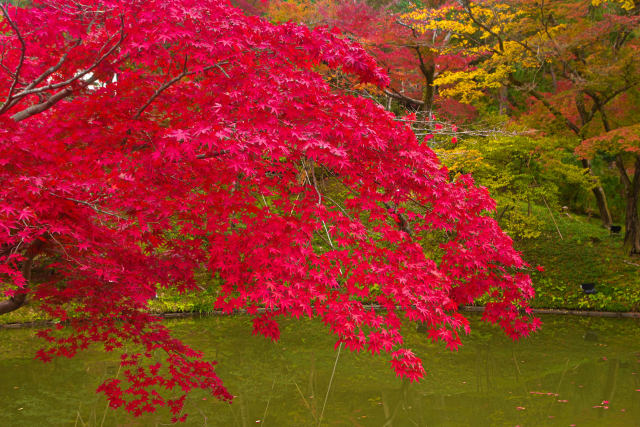 高台寺 臥龍池と紅葉