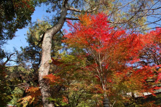 宇治の紅葉・宇治上神社・#1