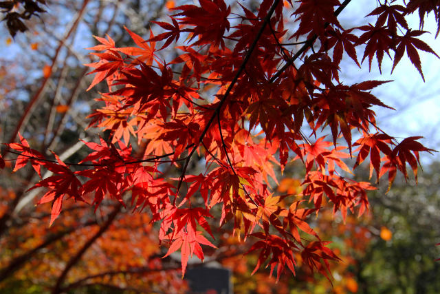 宇治の紅葉・宇治上神社・#2