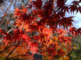 宇治の紅葉・宇治上神社・#2