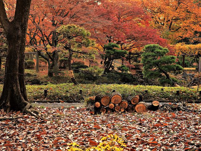 日比谷公園の紅葉