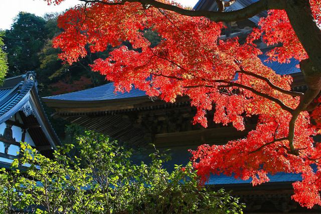 鎌倉の紅葉