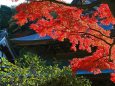 鎌倉の紅葉