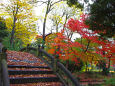 小石川後楽園 円月橋と紅葉