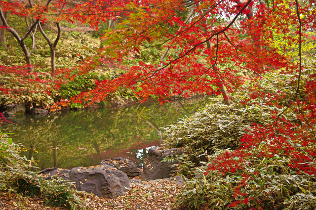 六義園 水辺の紅葉