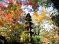 宇治の紅葉・興聖寺・#1