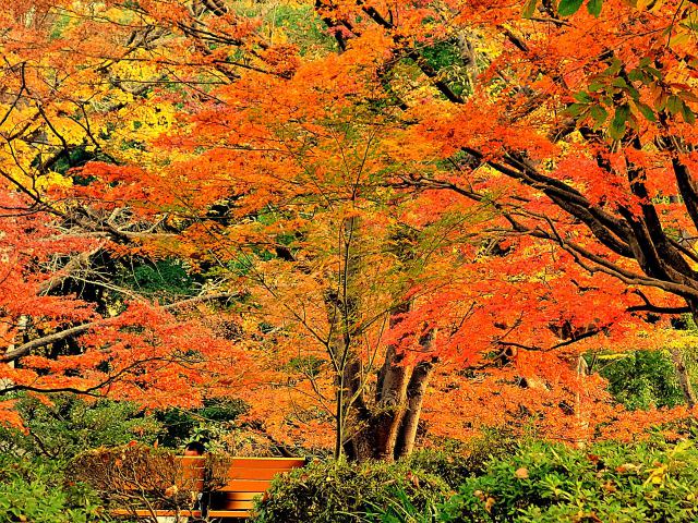 日比谷公園の紅葉