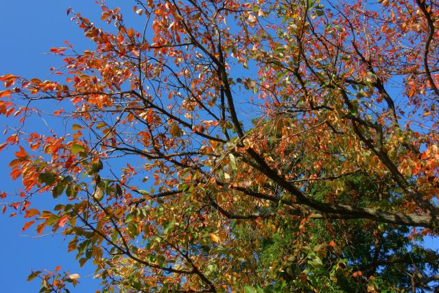 桜紅葉