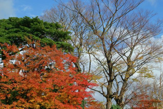 木枯らし吹く楓と屋敷林