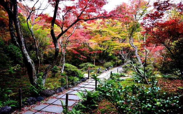 宝筐院の紅葉(1)